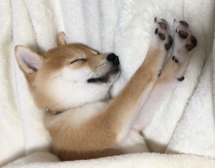 気持ちよさそうに眠るモモちゃん