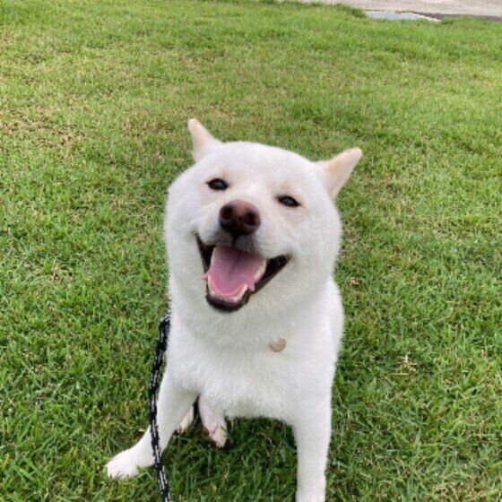 柴のまるちゃん