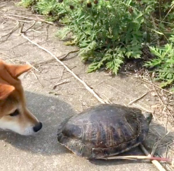 大きいカメに遭遇した柴犬