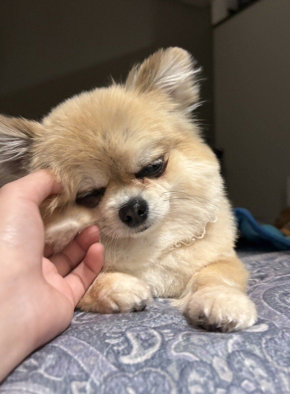 5才の犬
