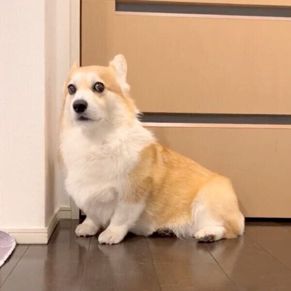 パパさんの帰りを待つエルモちゃん