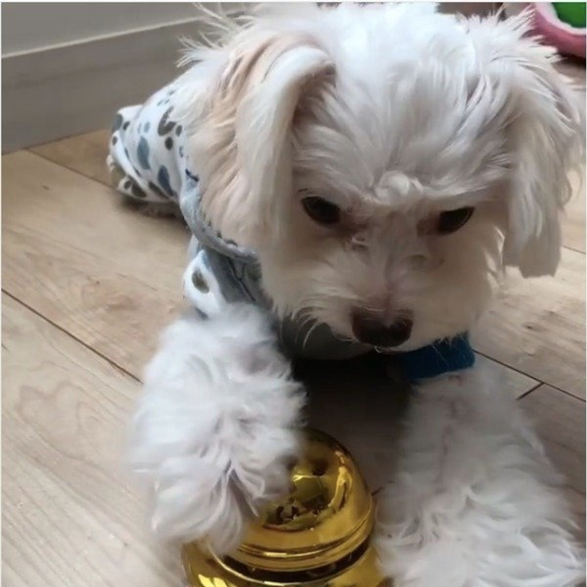 ベルを鳴らすとおやつが 賢いワンコ 荒技 まで習得しちゃった いぬのきもちweb Magazine ベルを鳴らすとおやつが 賢いワンコ 荒技 まで習得しちゃった いぬのきもちweb Magazine