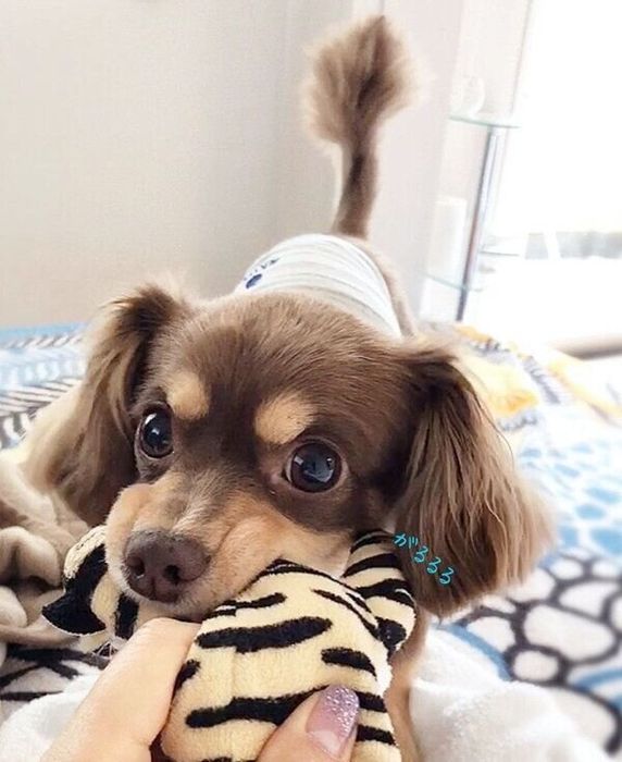 ぬいぐるみを引っ張って遊ぶ朔太郎くん