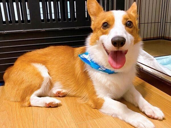 笑顔が可愛い茶々丸くん