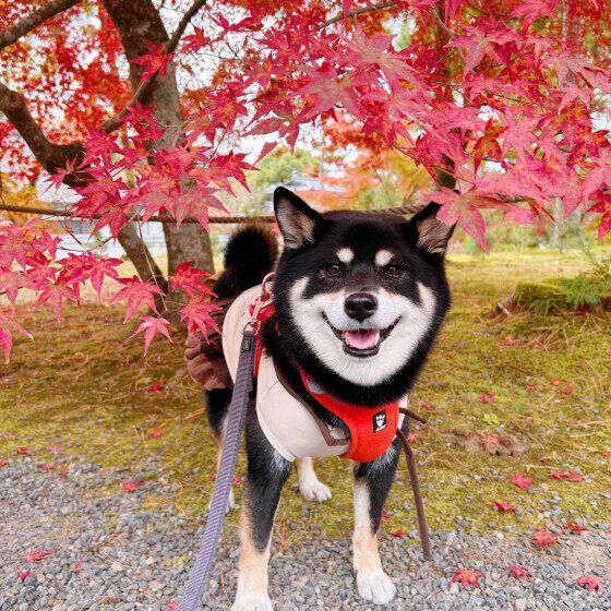 紅葉と柴犬