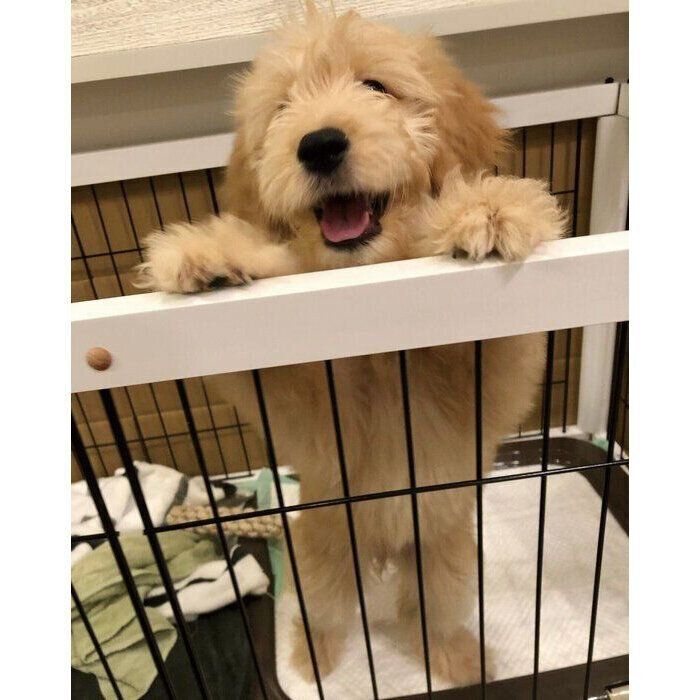 お迎え当時、生後3カ月のむぅちゃん