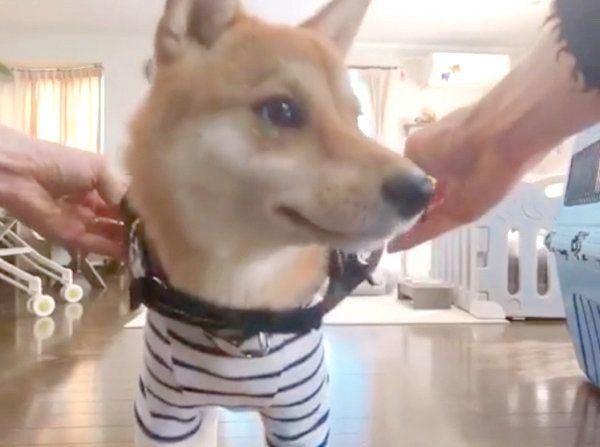 「すぽっ」の掛け声に反応する柴犬