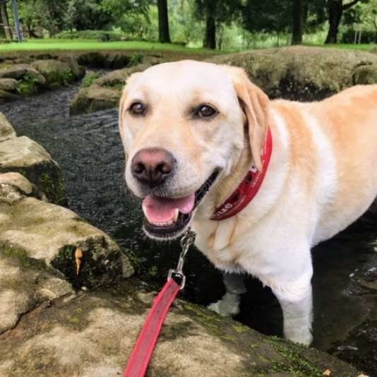 水遊びをするラブラドール・レトリーバー