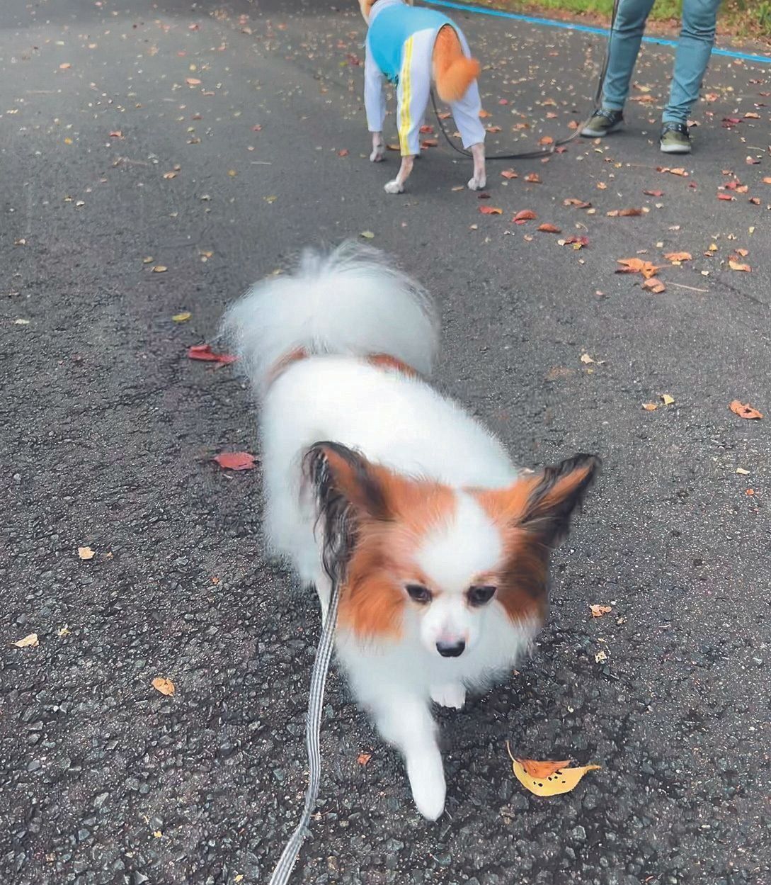 相手が来ると一目散で逃げる！