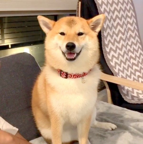笑顔がかわいい柴犬・味噌ちゃん