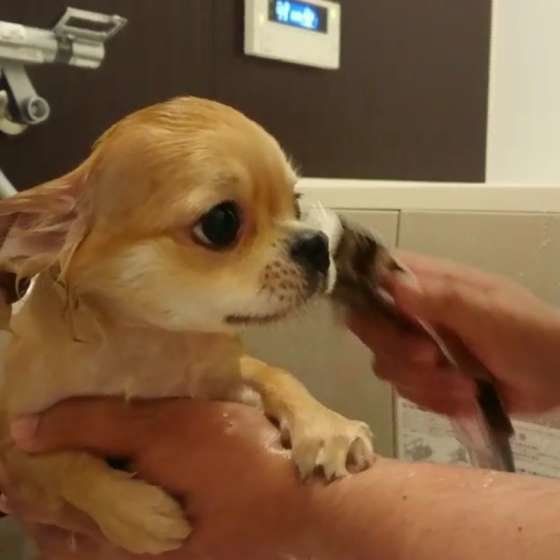 シャワーするチワワ