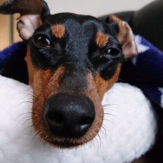 冬の寒さ対策に犬服は必要？ 犬に洋服を着用させる際の注意点 いぬのきもち