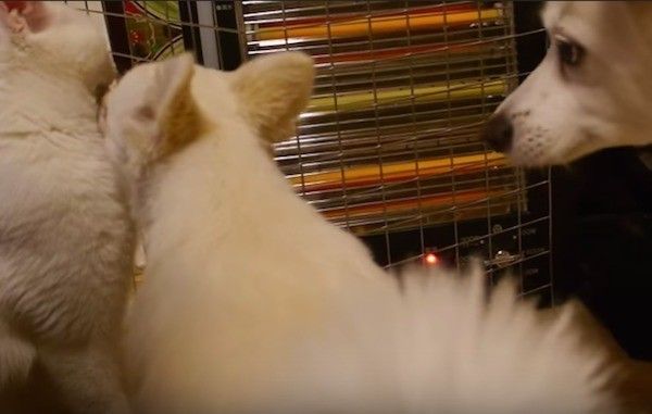 じゃれ合う犬と猫