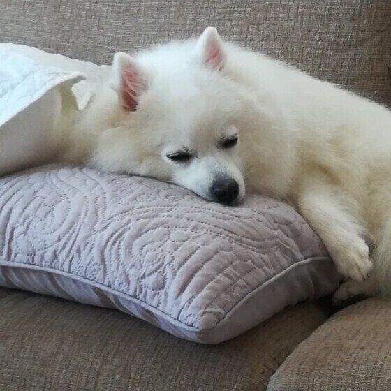 日本スピッツのナナちゃん