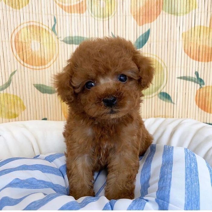 子犬時代のパルくん
