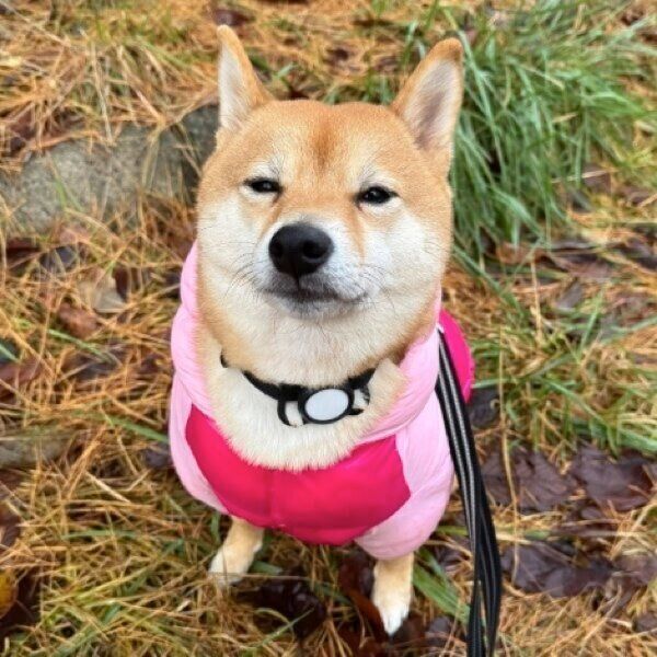 おやつが欲しくて見上げるろくくん