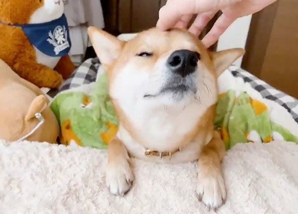 撫でてもらうりんご郎くん