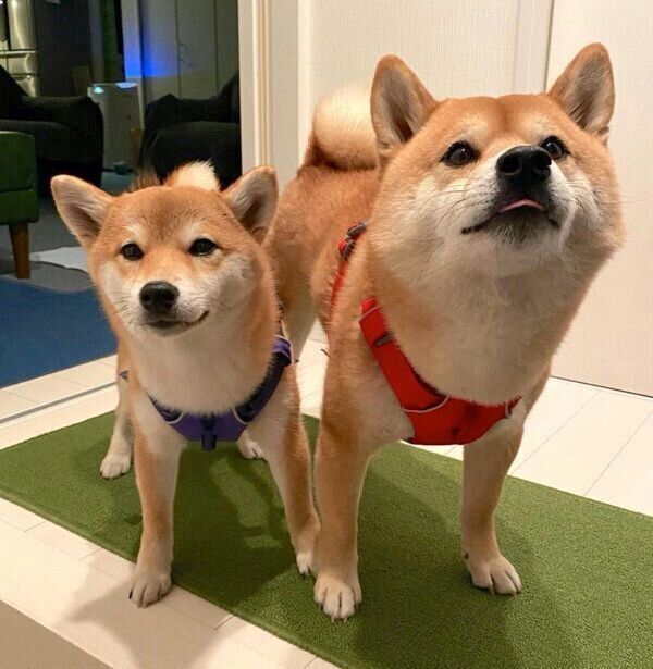 仲良しな定春くん、ふじこちゃん