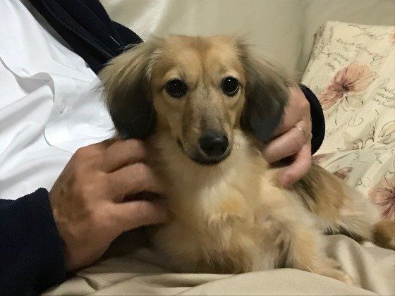 膝の上に座るカニーンヘン・ダックスフンド