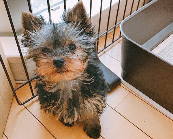 見つめるヨークシャー・テリア