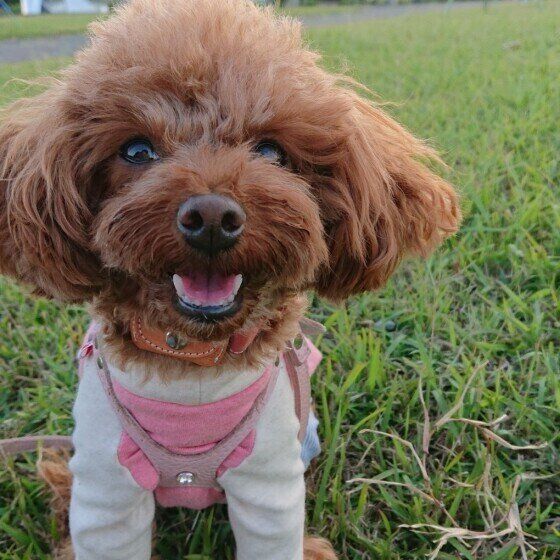 お散歩中のトイ・プードル