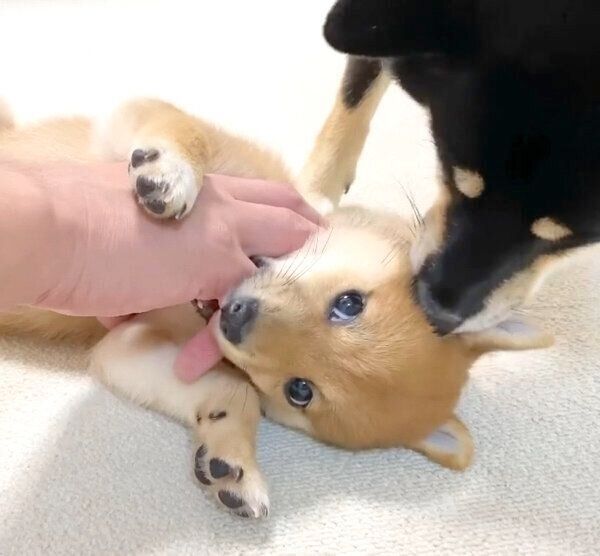 のんちゃんのことをペロペロと舐めるあさちゃん