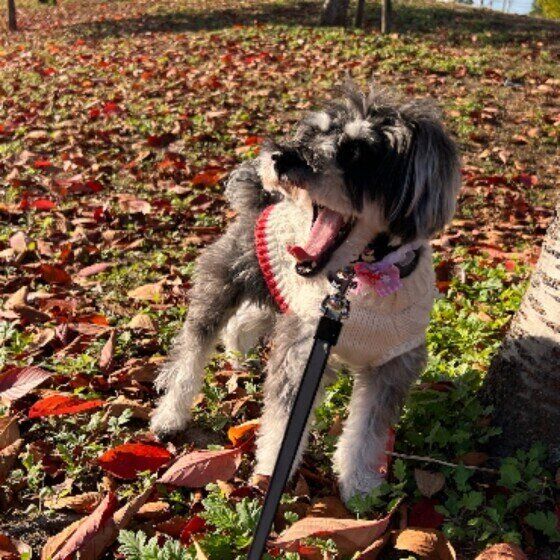 散歩するミニチュア・シュナウザー