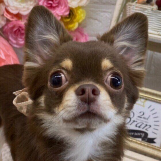 見つめるチワワ