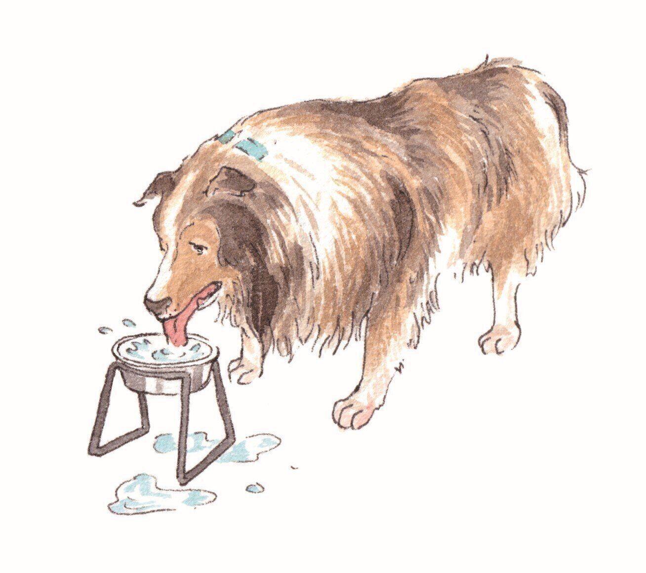 こわ い犬の慢性腎臓病の話 沈黙の臓器だから気づきにくい の犬は高リスク いぬのきもちweb Magazine