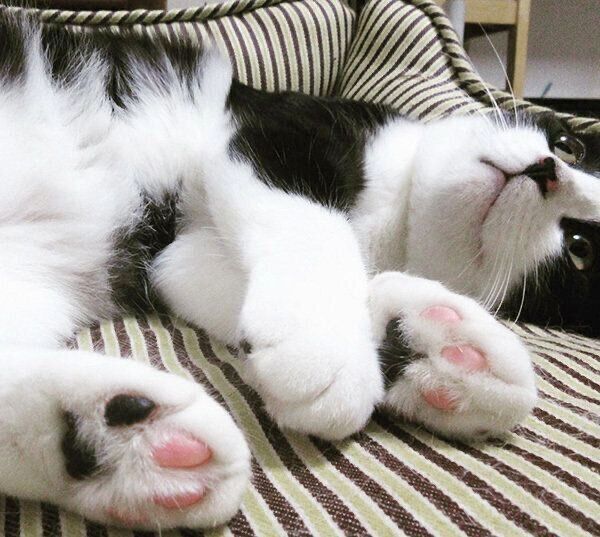 寝転がるからしちゃん