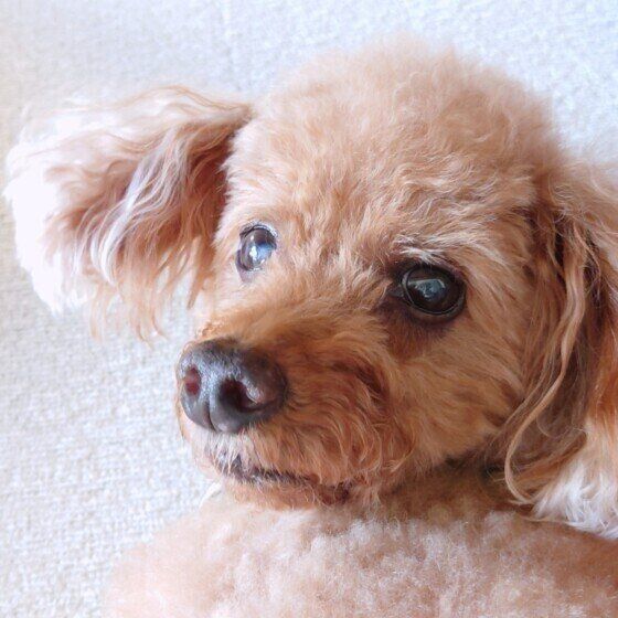 シニア犬になると甘えん坊になる？ シニア犬が甘える理由と対応を獣医師に聞いてみた いぬのきもち