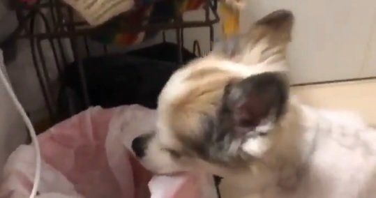 ゴミ箱をチェックするチワワ