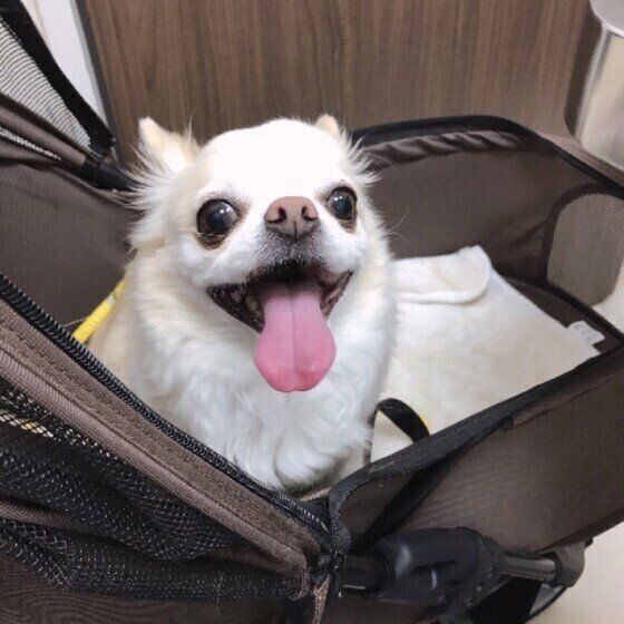 動物病院でほめられた聡太くん。