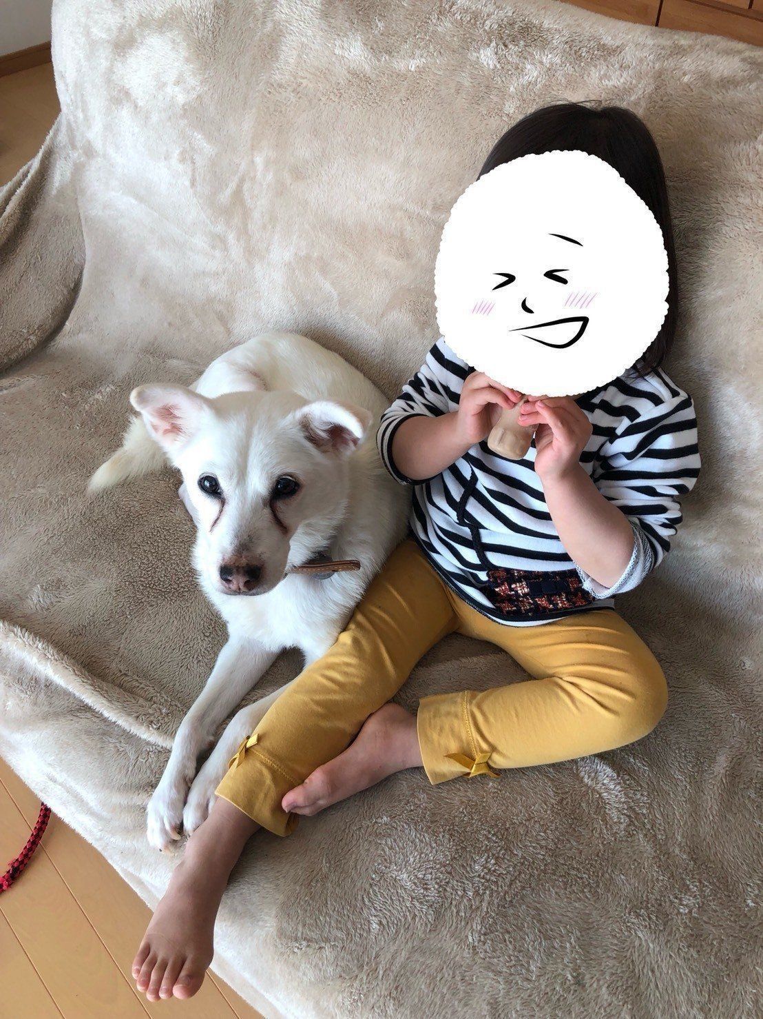 おばあちゃん犬がやってきた