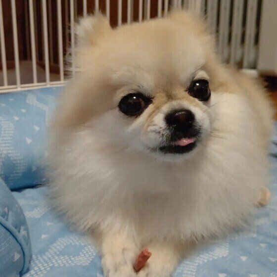 おやつを食べる小型Mix犬