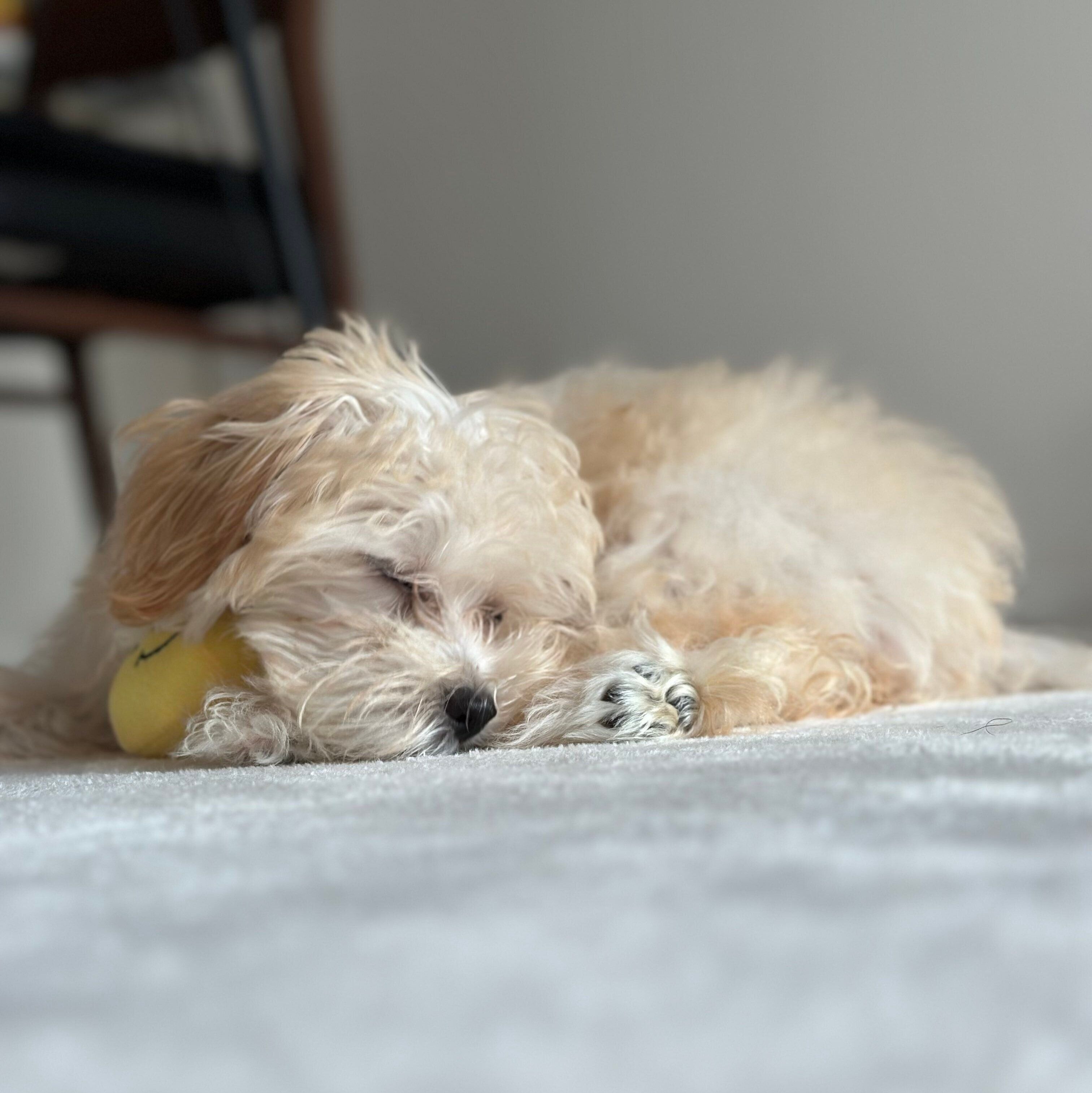 お迎えした当時のころっけちゃん