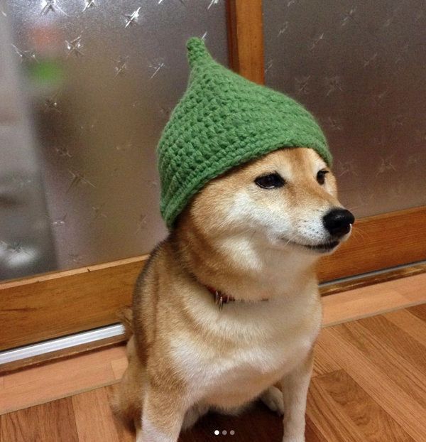 被り物をかぶる柴犬