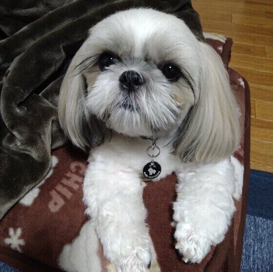 こたつから上半身を出して上を見上げているシー・ズー