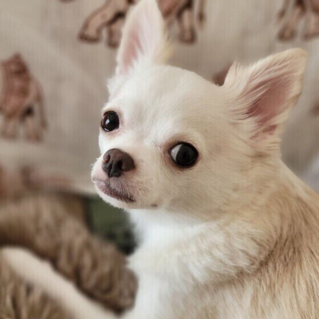 犬が 本当に怒っている ときのしぐさとは いぬのきもちweb Magazine 犬が 本当に怒っている ときのしぐさとは いぬのきもちweb Magazine