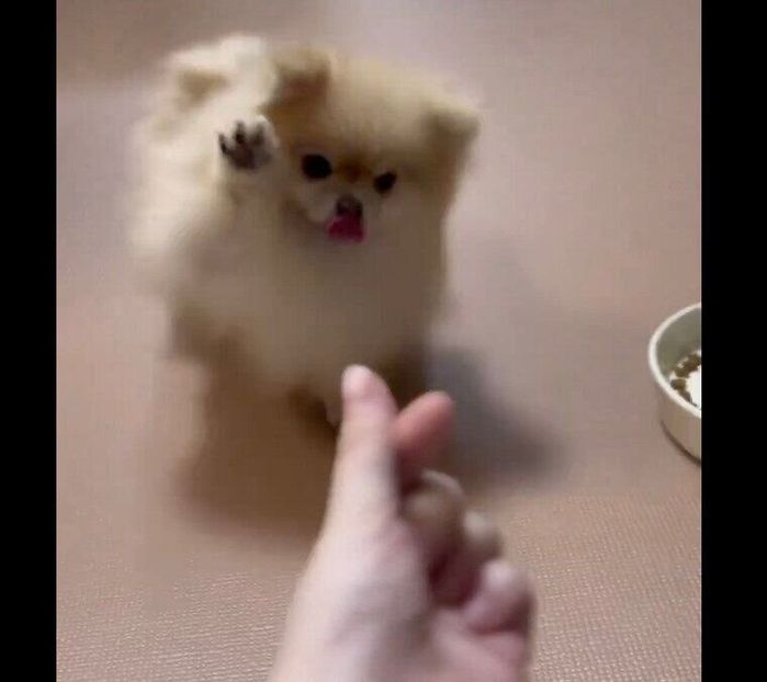 勢いよく寄ってくるなごみちゃん