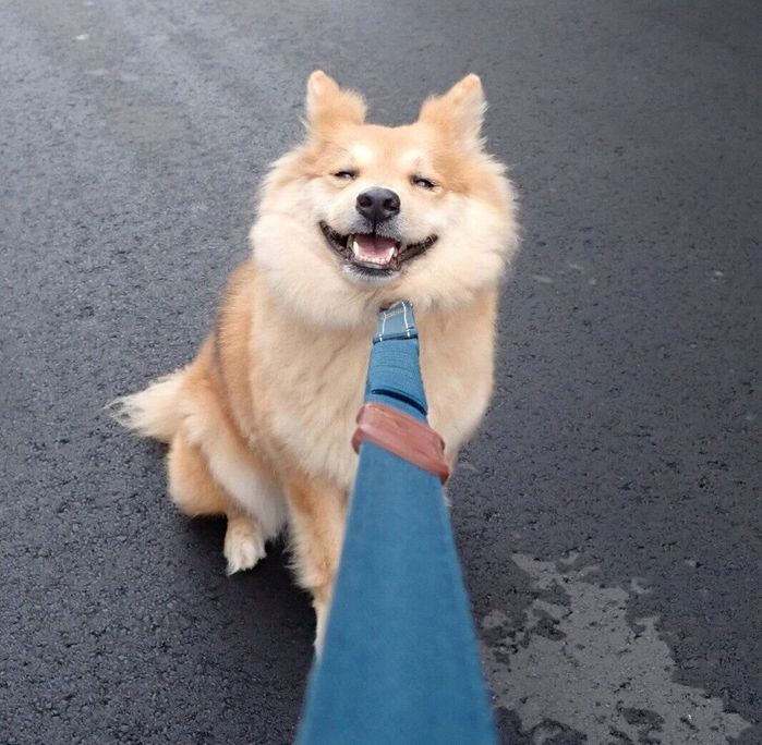 笑顔で散歩拒否をするもなかちゃん