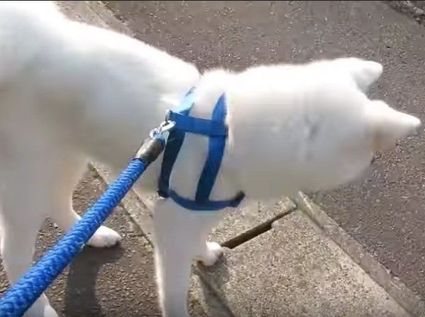 猫先輩に遭遇したワンコ