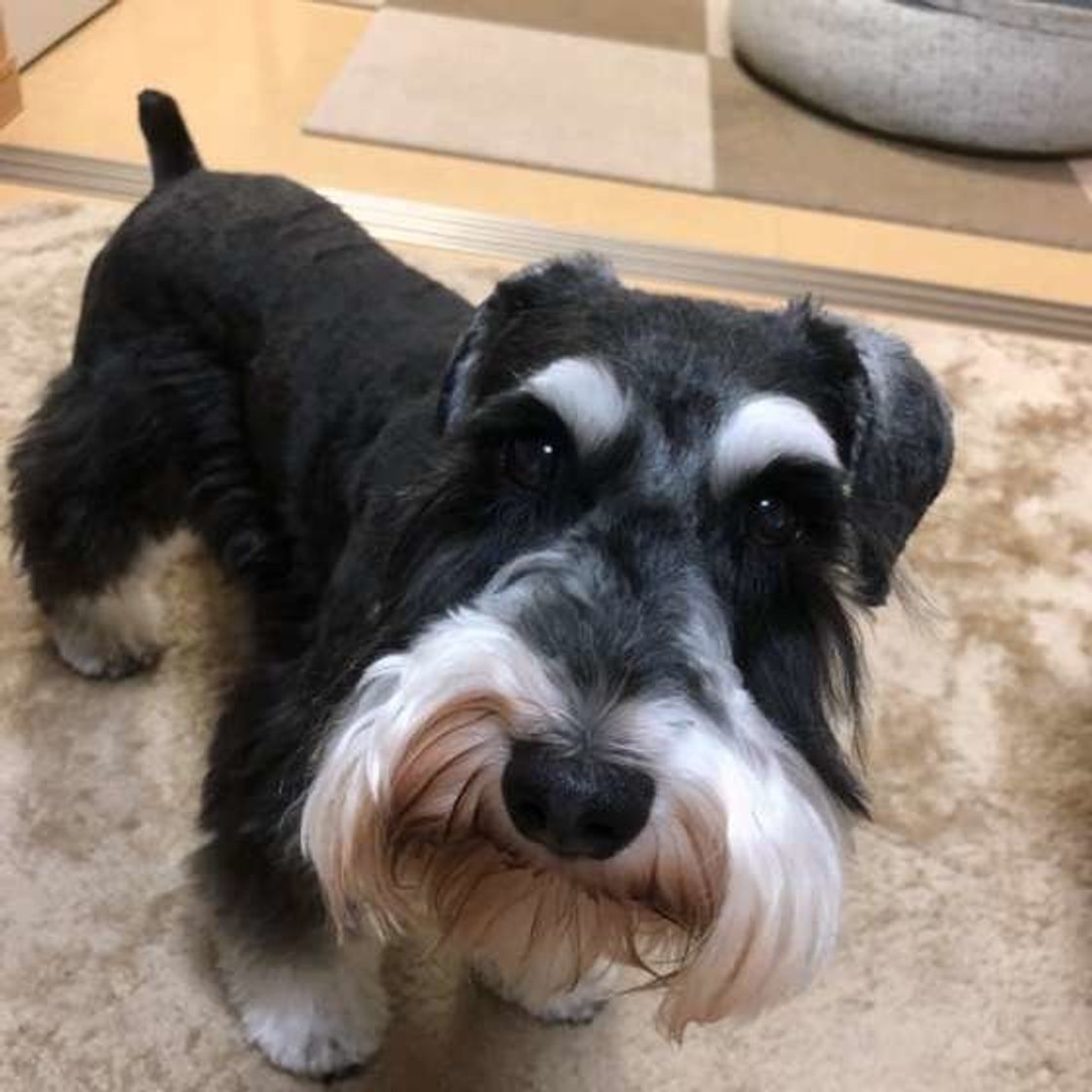 真剣に見ていることも 犬の目にテレビはどう映っているの いぬのきもちweb Magazine 真剣に見ていることも 犬の目にテレビはどう映っているの いぬのきもちweb Magazine
