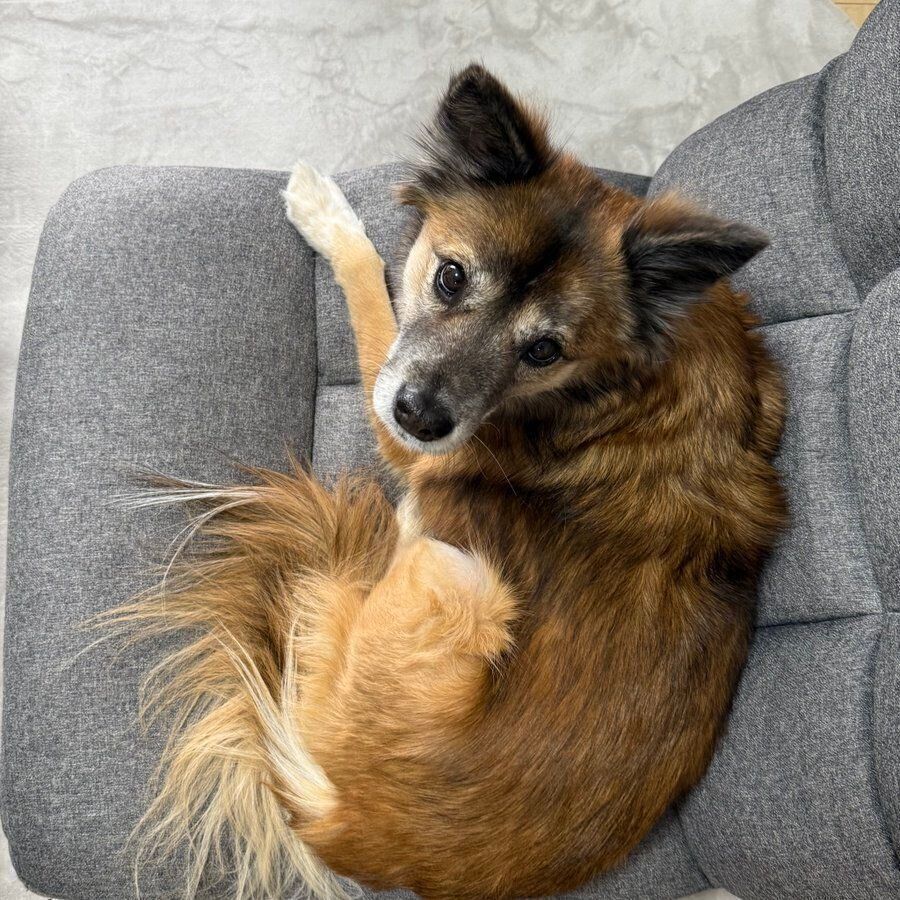 座椅子に座るカイちゃん