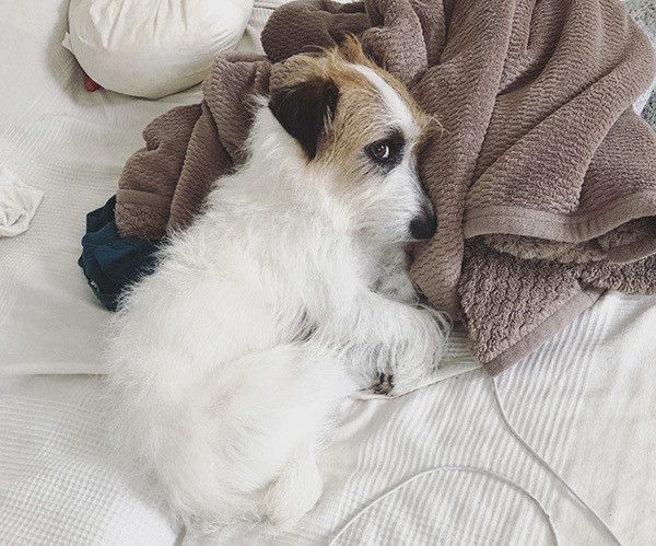 眠るジャック・ラッセル・テリア