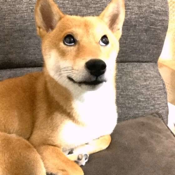 上目遣いする柴犬