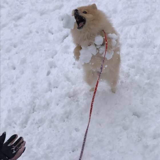ポメラニアン・ルゥーくん・雪遊び