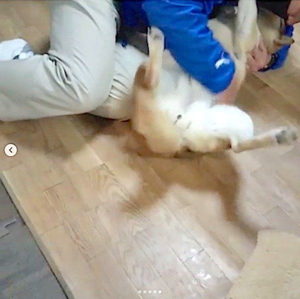 お父さんの帰りを健気に待つ柴犬