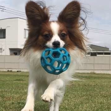 パピヨン外遊び