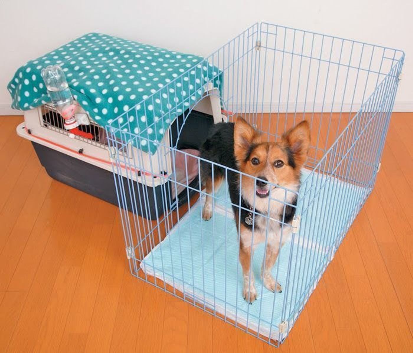 長い分だけしっかり対策を 犬の8時間以上のロング留守番のポイント いぬのきもちweb Magazine 長い分だけしっかり対策を 犬の8時間以上のロング留守番のポイント いぬのきもちweb Magazine